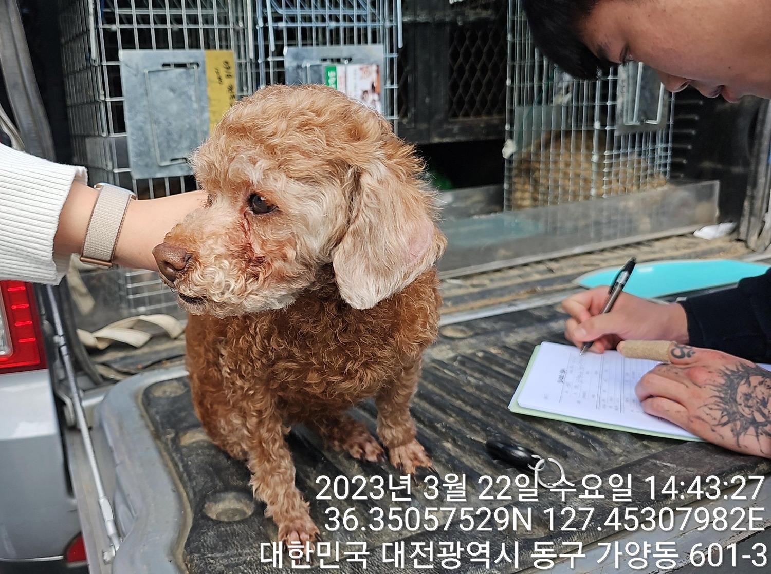 대전동물보호센터_430364202300087